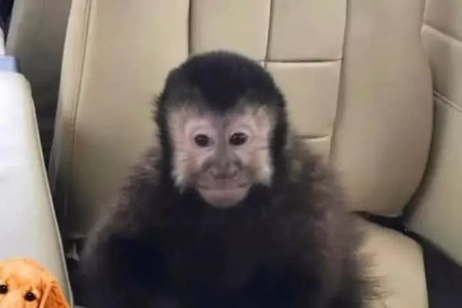 Morre macaco-prego que invadiu casas em condomínio em Salvador