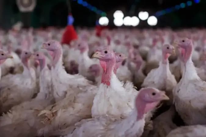 Agricultura constata 2º foco de Newcastle em área de restrição de SC