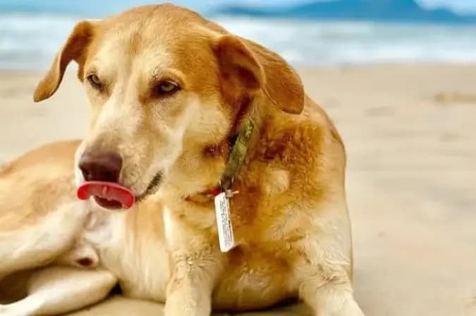 México reconhece 'cachorro caramelo' como raça do país; brasileiros reagem