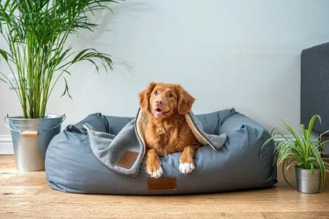 Guarda de pets passa a ter regras legais após separação no Brasil